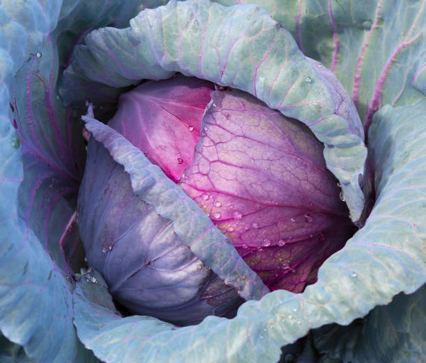 Purple Cabbage
